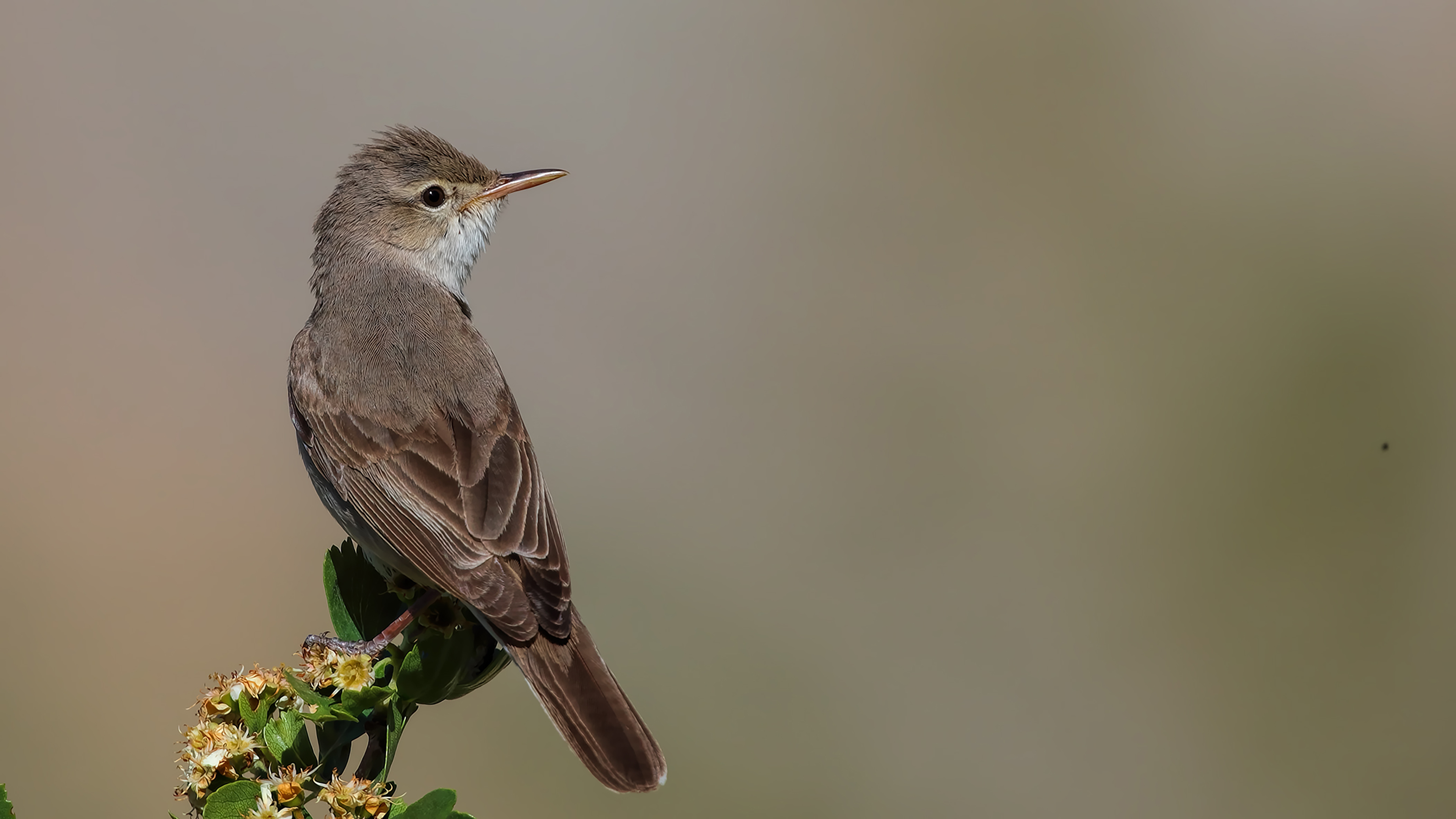 Upcher's Warbler